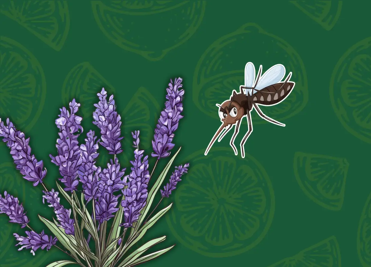 EMBRACING NATURE: GLOBAL COMMUNITIES SHARE NATURAL REMEDIES TO REPEL MOSQUITOES