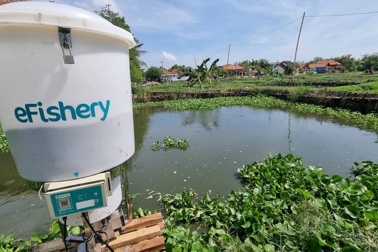 Tak PHK Karyawan, Startup Akuakultur "eFishery" Mampu Bukukan Profit ...